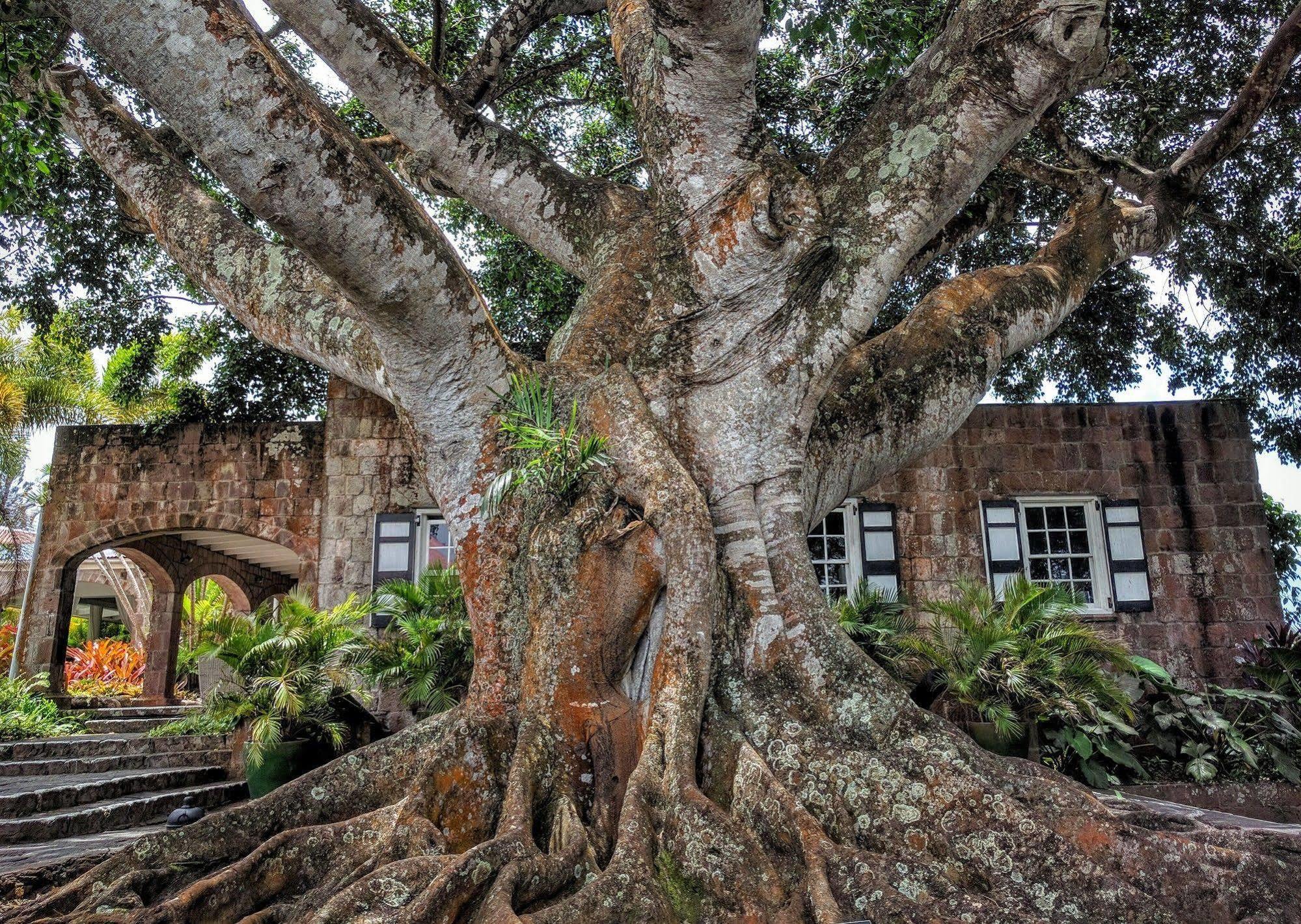Montpelier Plantation & Beach Charlestown Dış mekan fotoğraf